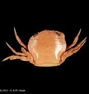 Image result for Lissocarcinus arkati. Size: 175 x 185. Source: www.crustaceology.com