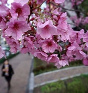 Image result for Cherry Blossom. Size: 176 x 185. Source: www.heart.co.uk