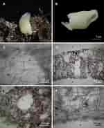 Afbeeldingsresultaten voor Leucandra Fistulosa Geslacht. Grootte: 150 x 185. Bron: www.researchgate.net
