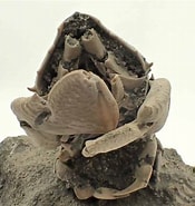 Image result for Ranilia muricata. Size: 175 x 185. Source: www.tesorosnaturales.com
