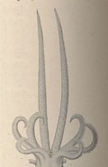 Afbeeldingsresultaten voor Mastigoteuthis grimaldii. Grootte: 106 x 185. Bron: eol.org