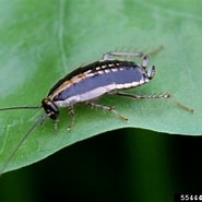 Image result for Procerodella asahinai Stam. Size: 185 x 185. Source: www.invasive.org