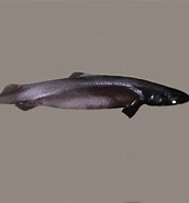 Image result for "scymnodon Squamulosus". Size: 172 x 185. Source: www.fischlexikon.eu