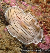 Image result for "prostheceraeus Vittatus". Size: 176 x 185. Source: www.european-marine-life.org
