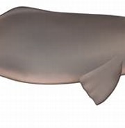 Image result for Ganges River Dolphin Symbiotic Relationship. Size: 180 x 115. Source: www.riverdolphins.org
