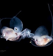 Image result for "diacavolinia Pacifica". Size: 176 x 185. Source: lindaiphotography.com