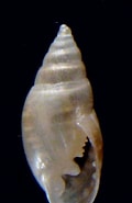 Afbeeldingsresultaten voor "ovatella Denticulata". Grootte: 120 x 185. Bron: www.naturamediterraneo.com