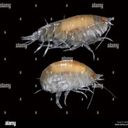 Afbeeldingsresultaten voor "orchomene Nanus". Grootte: 185 x 185. Bron: www.alamy.com