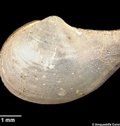 Afbeeldingsresultaten voor Cuspidaria obesa Familie. Grootte: 176 x 185. Bron: naturalhistory.museumwales.ac.uk