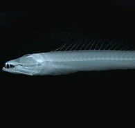Afbeeldingsresultaten voor Nealotus tripes Stam. Grootte: 195 x 184. Bron: fishbiosystem.ru