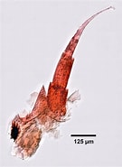 Image result for "amphilochoides Serratipes". Size: 135 x 185. Source: www.invertebase.org