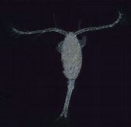 Image result for "oithona Robusta". Size: 190 x 185. Source: www.zooplankton.no