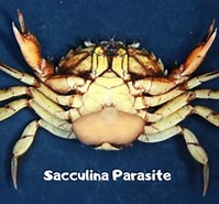 Afbeeldingsresultaten voor Sacculina abyssicola. Grootte: 197 x 180. Bron: www.reddit.com