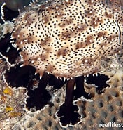 Image result for "bohadschia Graeffei". Size: 176 x 185. Source: reeflifesurvey.com