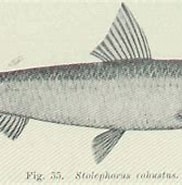 Afbeeldingsresultaten voor Spratelloides robustus. Grootte: 182 x 125. Bron: fishbiosystem.ru