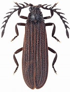 Image result for "paraeuchaeta Kurilensis". Size: 142 x 185. Source: www.zin.ru