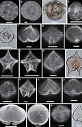 Image result for Calciodinellaceae. Size: 120 x 185. Source: www.researchgate.net