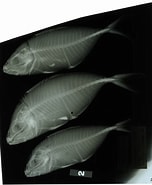 Afbeeldingsresultaten voor Pseudocaranx cheilio. Grootte: 152 x 185. Bron: www.si.edu