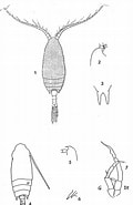 Afbeeldingsresultaten voor Aetideopsis cristata Orden. Grootte: 120 x 185. Bron: copepodes.obs-banyuls.fr