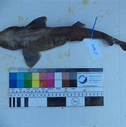 Afbeeldingsresultaten voor Bythaelurus canescens. Grootte: 184 x 185. Bron: shark-references.com