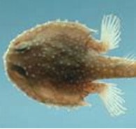 Afbeeldingsresultaten voor "dibranchus Atlanticus". Grootte: 195 x 111. Bron: www.fishbase.se