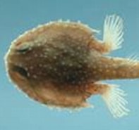 Afbeeldingsresultaten voor "dibranchus Atlanticus". Grootte: 197 x 111. Bron: www.fishbase.se