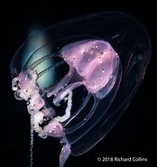 Image result for "merga Violacea". Size: 174 x 185. Source: www.marinespecies.org