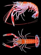 Image result for Metanephrops australiensis. Size: 138 x 185. Source: bioone.org