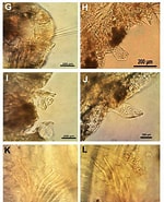 Afbeeldingsresultaten voor Magelona filiformis Stam. Grootte: 150 x 185. Bron: www.researchgate.net