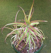 Image result for "zygocanna Vagans". Size: 176 x 185. Source: www.bromeliad.org.au