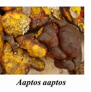 Image result for "aaptos Aaptos". Size: 183 x 177. Source: www.mdpi.com