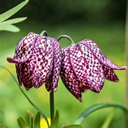 Image result for "fritillaria Drygalskii". Size: 185 x 185. Source: www.easytogrowbulbs.com