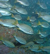 Image result for Parapristipoma SUPERKLASSE. Size: 171 x 185. Source: fishbiosystem.ru