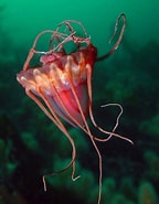 Image result for Periphyllidae. Size: 144 x 185. Source: www.seawater.no