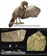 mida de Resultat d'imatges per a aves fósiles.: 156 x 185. Font: novaciencia.es