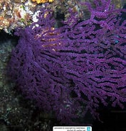 Image result for Anthogorgia Stam. Size: 177 x 185. Source: www.reeflex.net