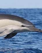 Afbeeldingsresultaten voor Gewone dolfijn Stam. Grootte: 145 x 150. Bron: animal-base.ucoz.com