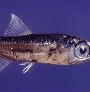 Afbeeldingsresultaten voor lantaarnvissen. Grootte: 182 x 173. Bron: diertjevandedag.be