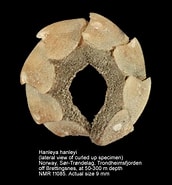 Image result for "hanleya Hanleyi". Size: 172 x 185. Source: www.marinespecies.org