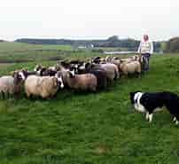 Billedresultat for World dansk Fritid Husdyr hunde racer Hyrde- og Kvæghunde Old English Sheepdog. størrelse: 202 x 185. Kilde: denstoredanske.lex.dk