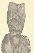 Afbeeldingsresultaten voor Lepidoteuthidae. Grootte: 120 x 185. Bron: eol.org