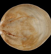 Image result for "macandrevia Cranium". Size: 176 x 185. Source: www.aphotomarine.com