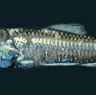 Image result for Diaphus dumerilii Superklasse. Size: 187 x 138. Source: fishesofaustralia.net.au