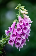 Image result for Actumnus Digitalis. Size: 120 x 185. Source: solutionpharmacy.in