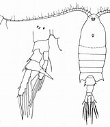Image result for "centropages Brachiatus". Size: 161 x 185. Source: copepodes.obs-banyuls.fr