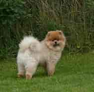 Image result for World Dansk Fritid Husdyr Hunde racer Spidshunde Pomeranian. Size: 189 x 185. Source: pxhere.com