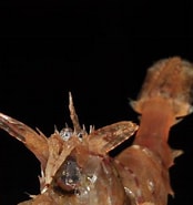 Afbeeldingsresultaten voor What Does Lebbeus groenlandicus Eat. Grootte: 174 x 185. Bron: descna.com