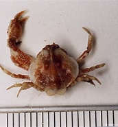 Image result for "ebalia Cranchii". Size: 172 x 185. Source: www.marinespecies.org
