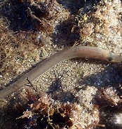 Image result for "ammodytes Tobianus". Size: 174 x 185. Source: www.flickr.com