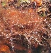 Afbeeldingsresultaten voor "wrangelia Penicillata". Grootte: 180 x 120. Bron: www.ecured.cu